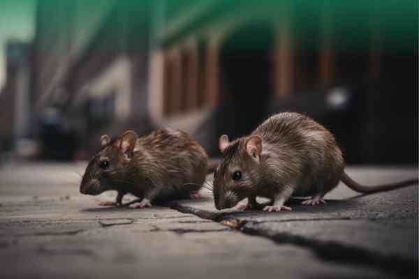 Warehouse Extermination